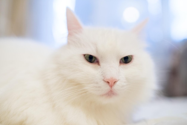 Um gato fofo branco em casa no apartamento