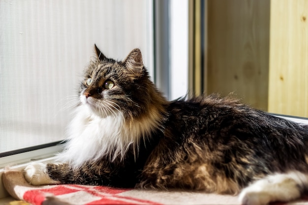 Um gato fofo cinza e branco deitado em um cobertor xadrez no parapeito da janela e olhando pela janela