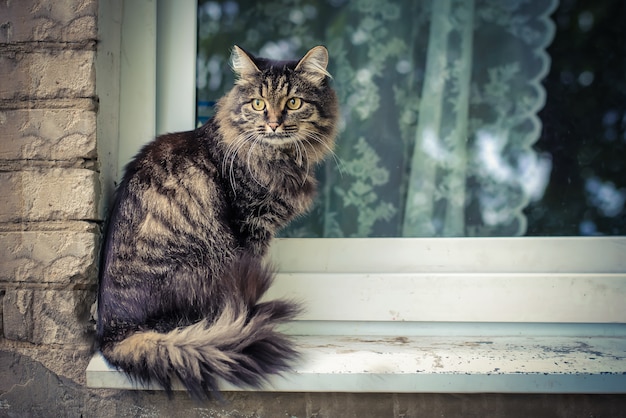 Um gato fofo cinzento na janela