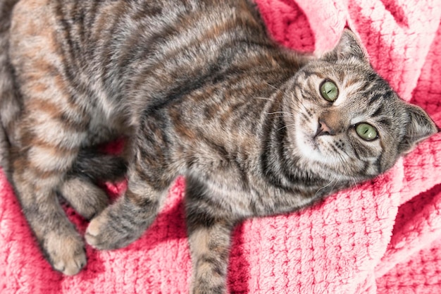 Um gato fofo com lindos olhos verdes está sobre um cobertor na cor da moda do ano 2023 magenta