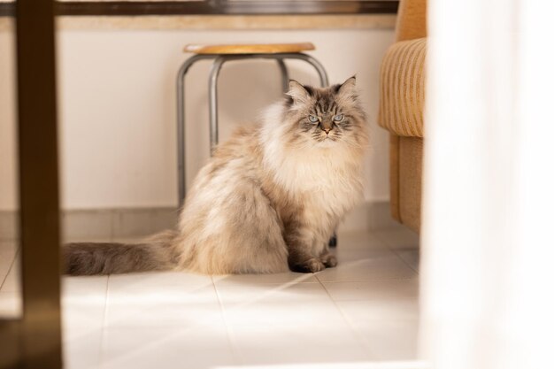 Um gato fofo e descontente senta-se no chão da cozinha e olha para a câmera