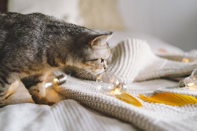 Um gato fofo em um suéter macio em uma cama com guirlanda decorativa Conceitos de outono ou inverno Conceito de Hygge