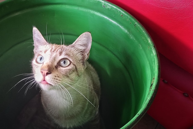 um gato fofo escondido em um barril verde