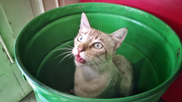 um gato fofo escondido em um barril verde