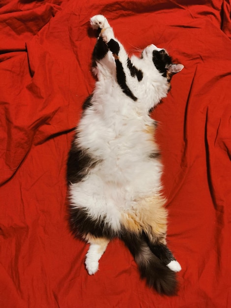 Um gato fofo está deitado de costas em uma cama com lençóis vermelhos Gato de cabeça para baixo