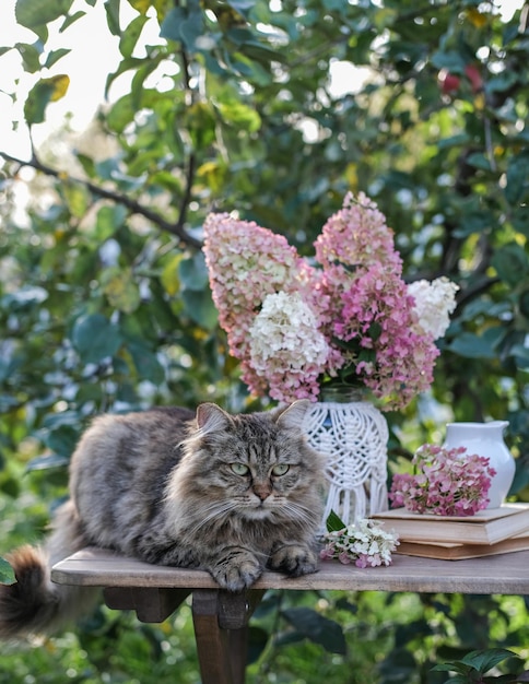 Um gato fofo listrado senta-se em uma mesa ao lado de um vaso com hortênsia no jardim Outono ainda vida