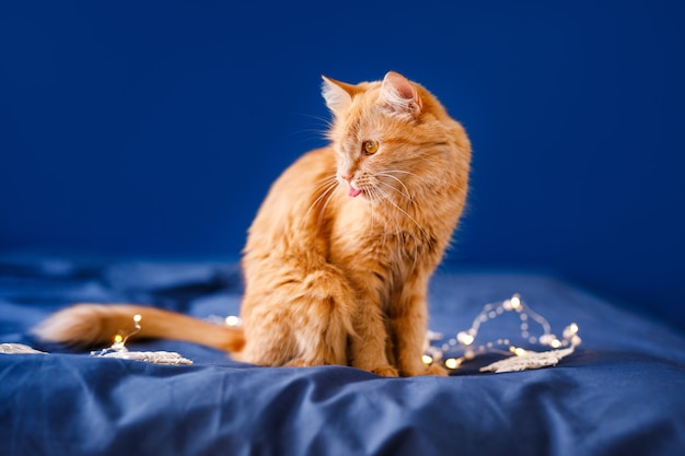 Um gato fofo ruivo senta-se na cama e se lava sobre um fundo azul com uma guirlanda de Natal.