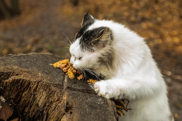 Foto um gato fofo sem-teto come na rua