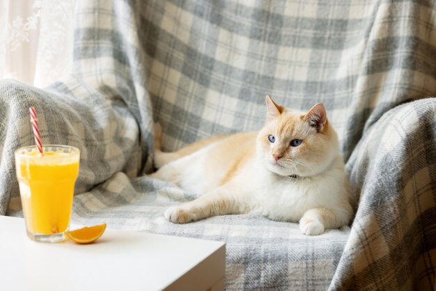 Foto um gato gordo, branco e vermelho sentado numa cadeira, na mesa de café, há um coquetel de laranja e uma fatia de laranje.