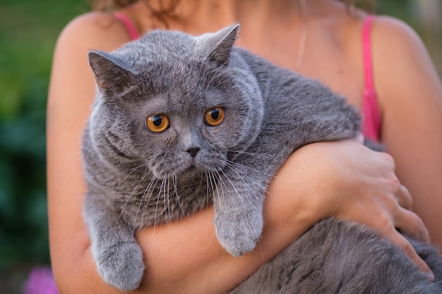 Foto um gato gordo e cinzento assustado nos braços da anfitriã