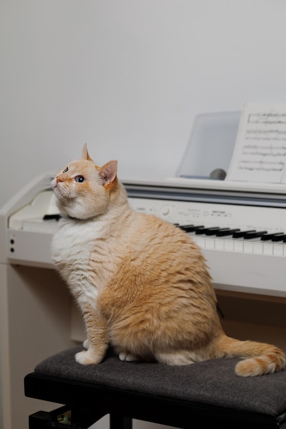 Um gato gordo e sério se senta em um banco e não quer aprender a tocar piano