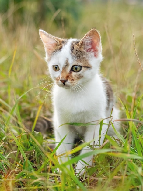 Um gato jovem manchado de branco está sentado na grama no jardim Gatinho fofo na natureza