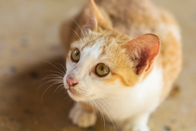 Um gato laranja bonito deitado no chão à espera