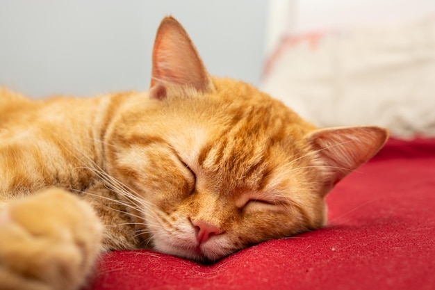 um gato laranja que está dormindo na cama