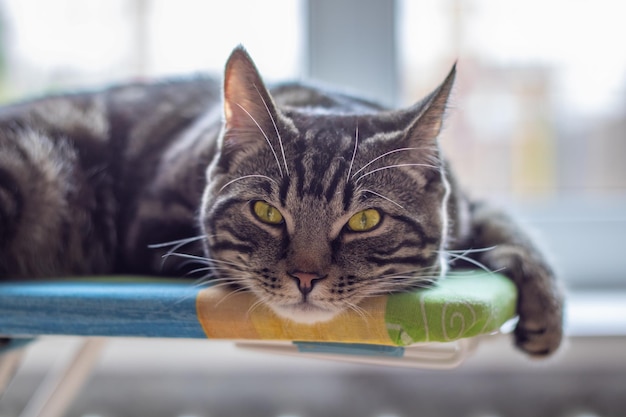 Um gato listrado cinza olha para o gato engraçado da câmera