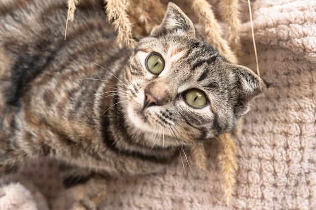 Um gato listrado com olhos verdes encontra-se em uma manta fofa em um sofá em uma sala Vista superior do animal de estimação em casa