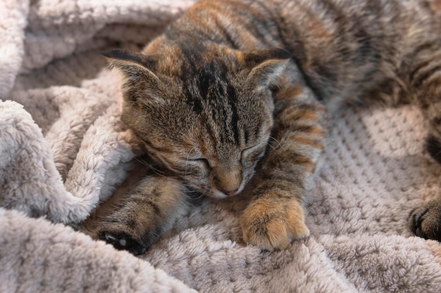 Um gato listrado doméstico encontra-se em uma manta e dorme na casa dormindo animal de estimação closeup