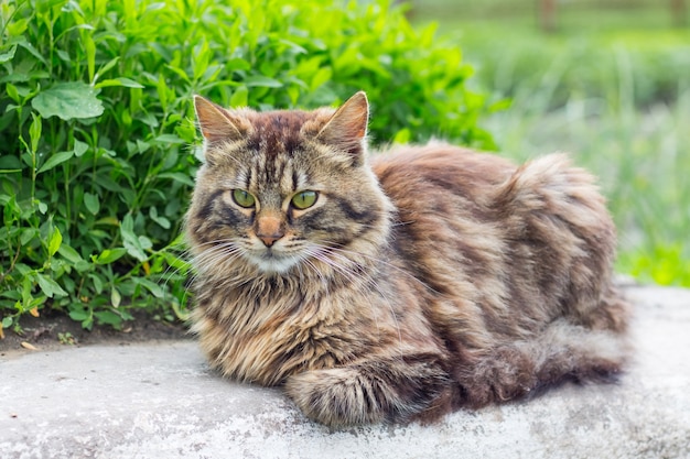 Um gato listrado fofo sentado no gramado com grama