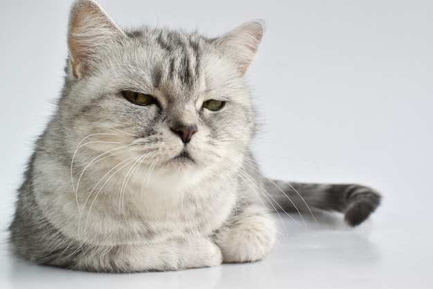 Um gato listrado sério deitado sobre uma superfície branca