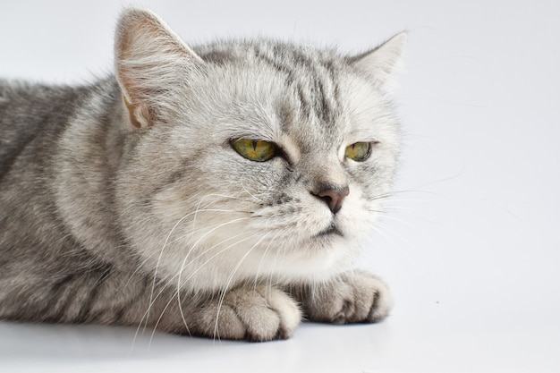 Um gato malhado adormece em uma superfície branca