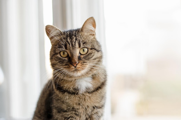 Um gato malhado bem preparado senta-se no parapeito da janela e olha para a câmera Retrato de um lindo gato doméstico