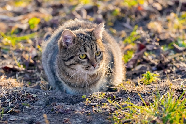 Um gato malhado bonito está sentado no jardim no chão em tempo ensolarado