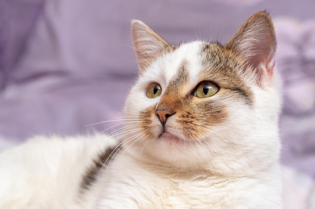 Um gato malhado branco está deitado em uma cama no quarto, o gato está descansando