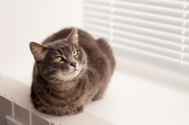 Um gato malhado cinza com olhos verdes senta na janela e desvia o olhar