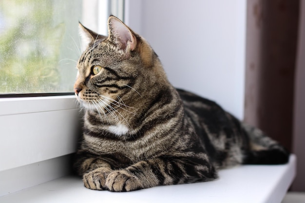 Um gato malhado com olhos brilhantes olha para a câmera enquanto está sentado perto da janela