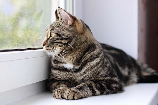 Um gato malhado com olhos brilhantes olha para a câmera enquanto está sentado perto da janela