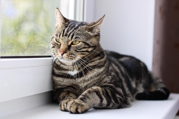 Um gato malhado com olhos brilhantes olha para a câmera enquanto está sentado perto da janela