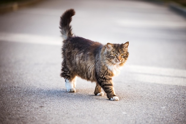 Um gato malhado cruzando a estrada