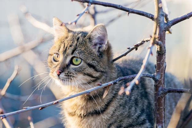 Um gato malhado em uma árvore no outono em tempo ensolarado