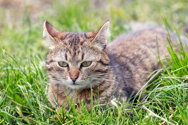 Um gato malhado encontra-se no jardim na grama verde