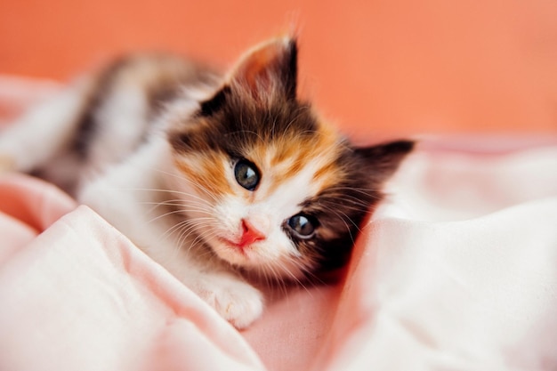 Um gato malhado está brincando em um fundo rosa Um gatinho curioso sentado em um cobertor rosa e olhando para a câmeraUm animal de estimação