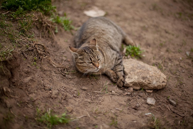 Um gato malhado está dormindo na grama seca Um gato está deitado ao sol brincando em um gato amarelo seco boceja
