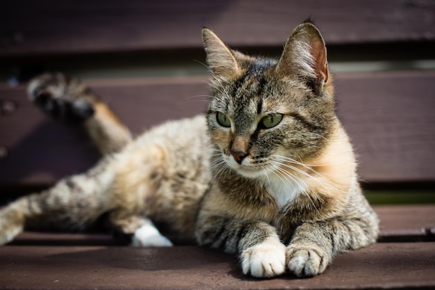 Um gato malhado está em um banco e olha para longe no campo em um dia ensolarado de verão Bonito animal de estimação