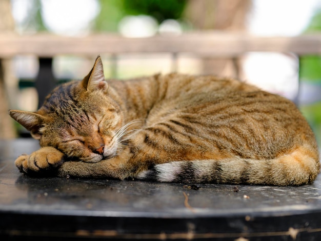 Um gato malhado fofo dormindo