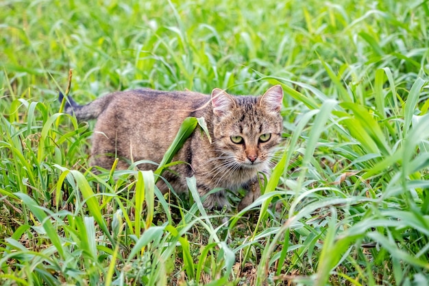 Um gato malhado marrom caminha no jardim na grama cortada que o gato está caçando