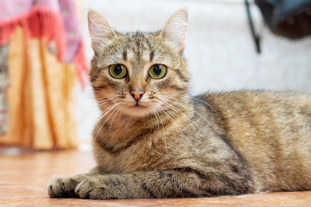 Um gato malhado marrom está deitado no chão da sala