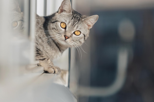 Um gato malhado preto e branco fica com as patas dianteiras na borda da janela e olha para a rua em um clima ensolarado.