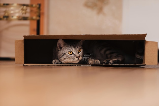 Um gato malhado preto e branco subiu em uma caixa de papelão no chão e brincava dentro dela