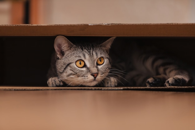 Um gato malhado preto e branco subiu em uma caixa de papelão no chão e brincou dentro dela.