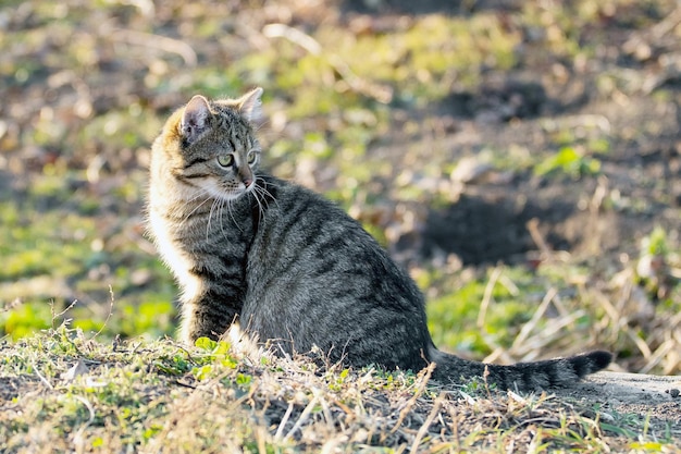 Um gato malhado senta-se no jardim na grama em tempo ensolarado e olha para trás