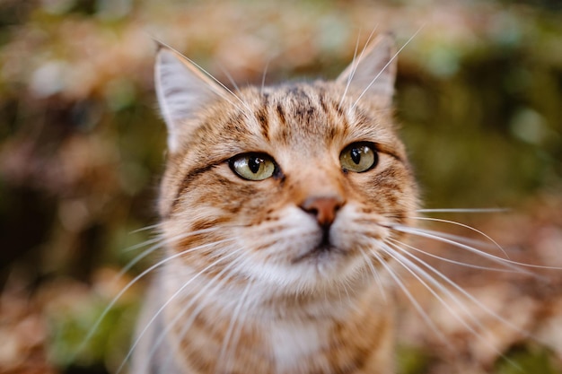 Um gato malhado siberiano explorando a floresta de outono