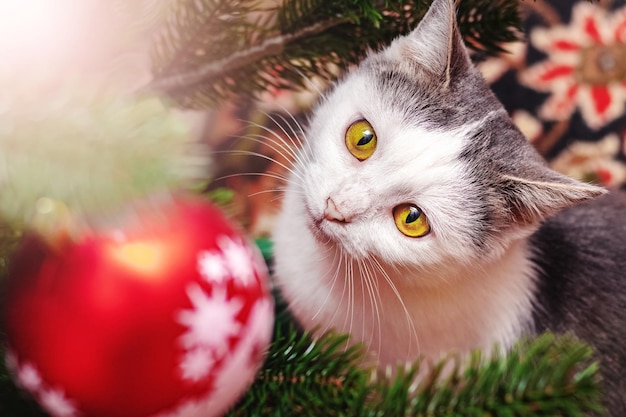 Um gato manchado branco olha cuidadosamente para um brinquedo em uma árvore de Natal