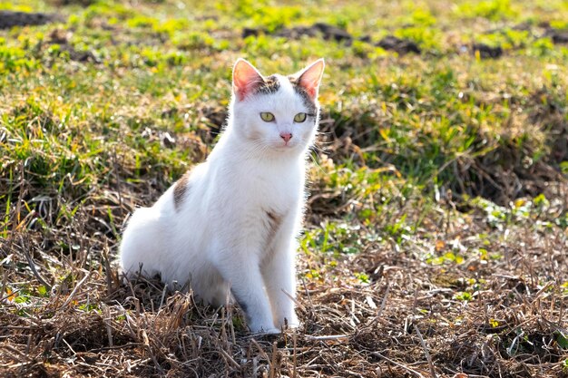 Um gato manchado branco senta-se no jardim na grama seca em um dia ensolarado