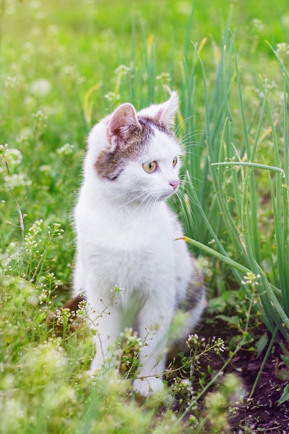 Um gato manchado de branco está sentado no jardim entre a grama
