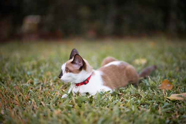 Um gato marrom e branco está jogando no campo verde. Parece inteligente e ativo. Está sentado no jardim.