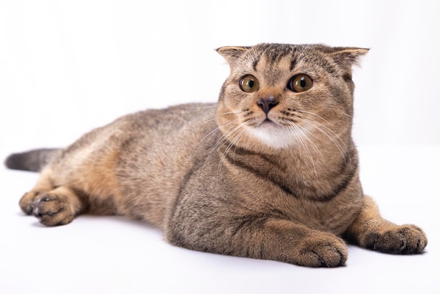 Um gato marrom escocês sério com grandes olhos castanhos está sobre um fundo branco